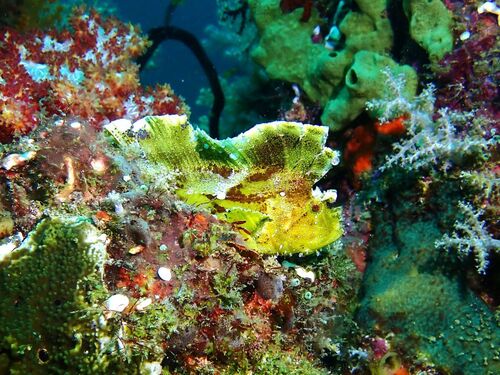 Taenianotus triacanthus