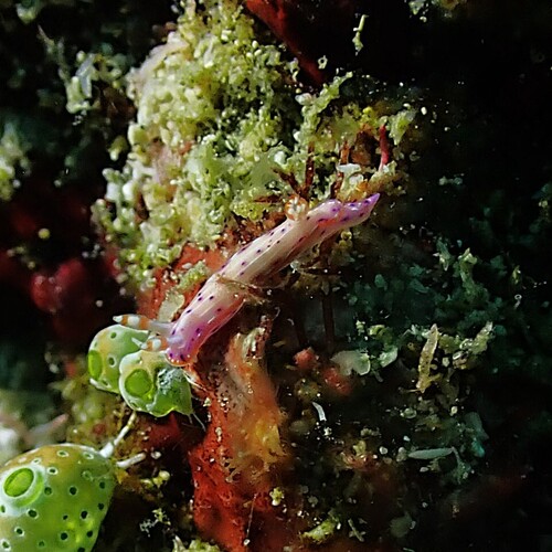Hypselodoris maculosa