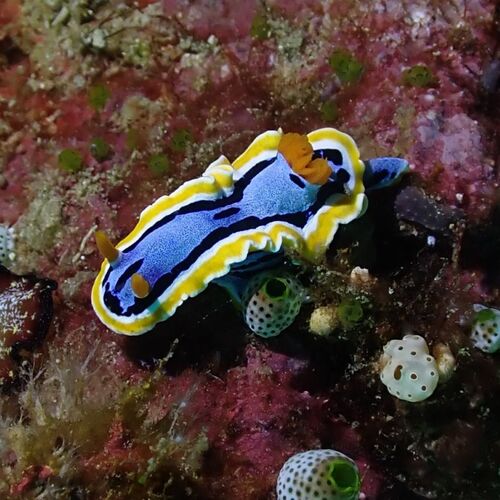 Chromodoris annae