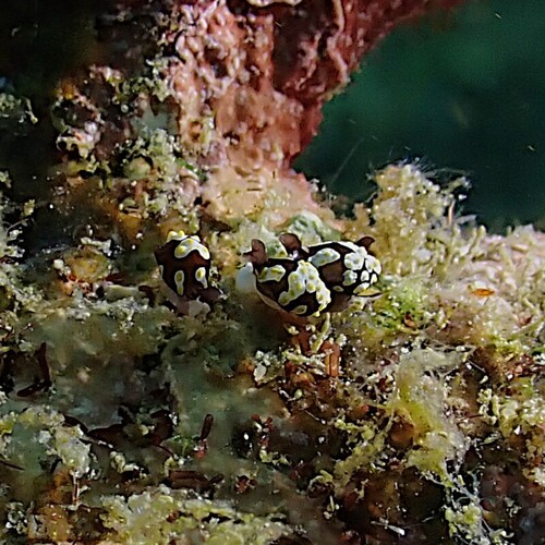 Colpodaspis thompsoni