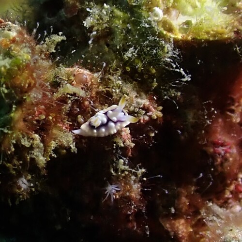 Goniobranchus geometricus
