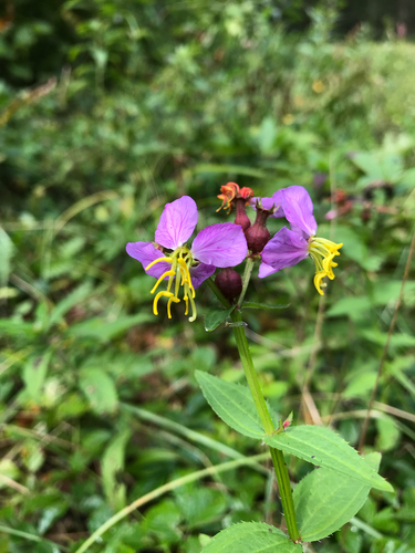 iNaturalist observation photo of Virginia meadowbeauty