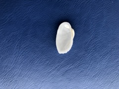 Acar plicata