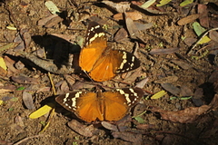 Aterica rabena