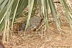 Trachemys venusta cataspila