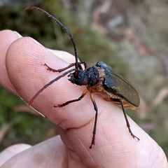 Enneaphyllus aeneipennis
