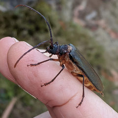 Enneaphyllus aeneipennis