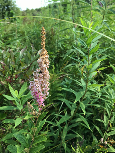 iNaturalist observation photo of Steeplebush