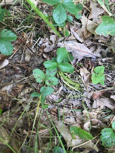 iNaturalist observation photo of Northern Leopard Frog