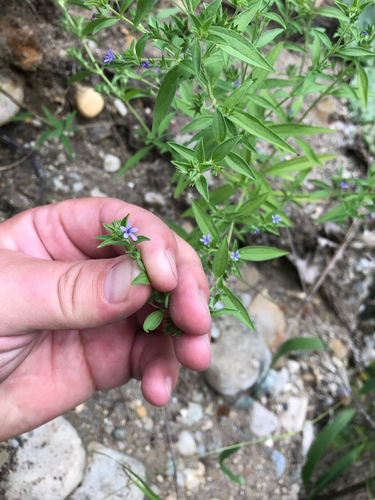 iNaturalist observation photo of pennyroyal bluecurls