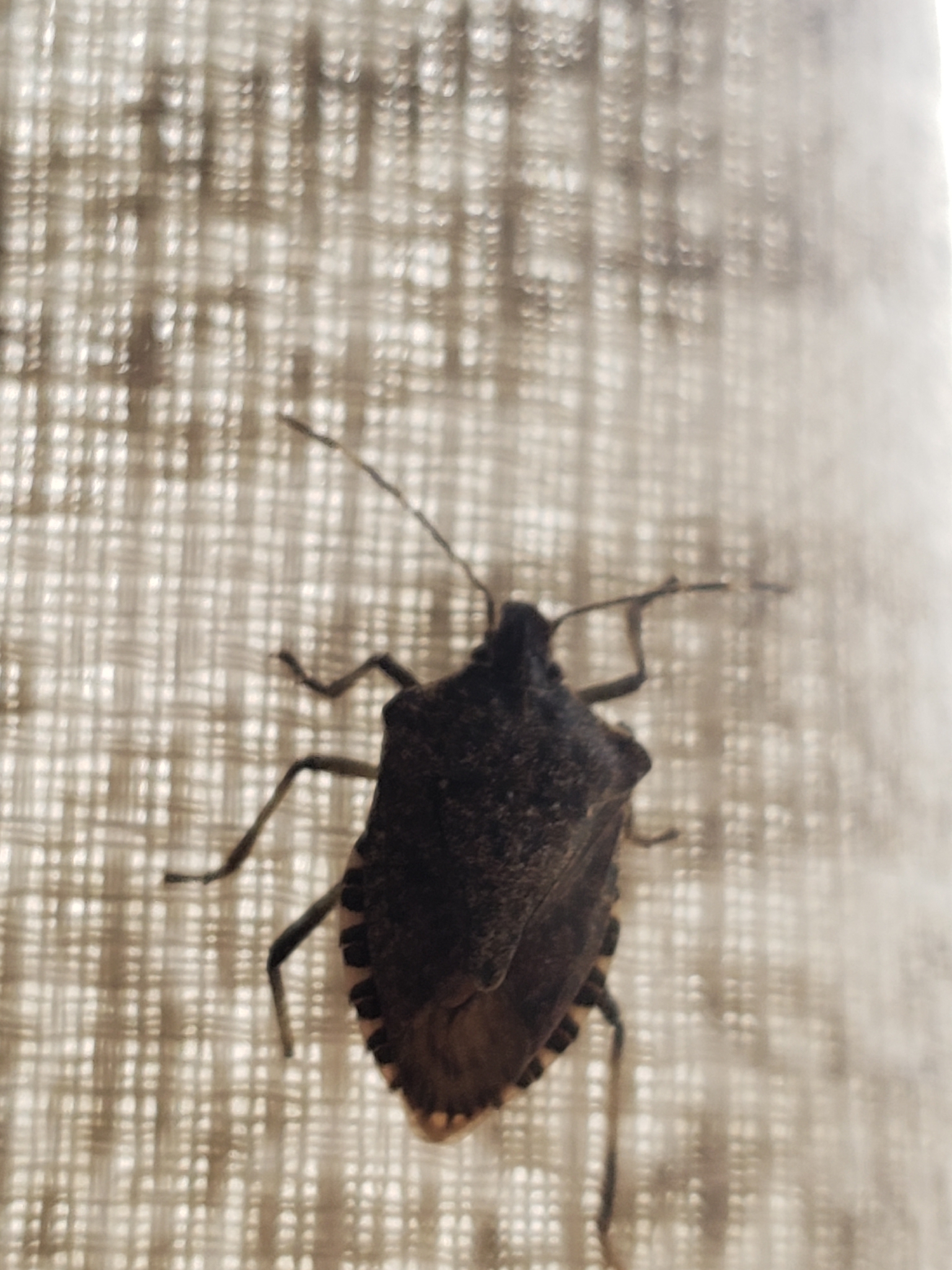 Brown marmorated stink bug (Halyomorpha halys (Stål, 1855))