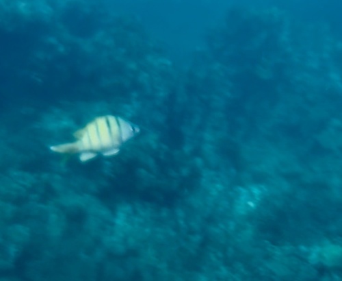 Green damselfish (Abudefduf abdominalis) — Pomacentridae