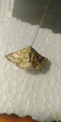 Heliomata glarearia