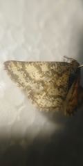 Heliomata glarearia