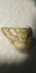 Heliomata glarearia
