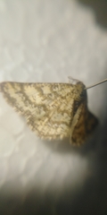 Heliomata glarearia