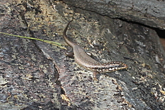 Trachylepis aureopunctata