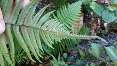 Dryopteris cycadina