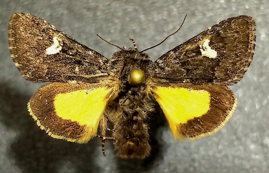Small Dark Yellow Underwing