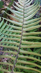 Dryopteris cycadina