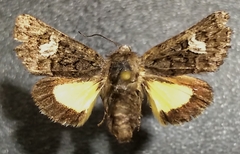 Coranarta macrostigma