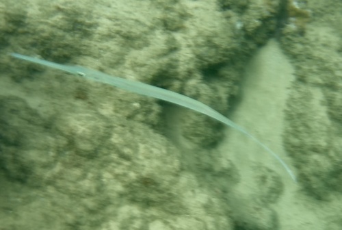 Bluespotted cornetfish (Fistularia commersonii) — Fistulariidae