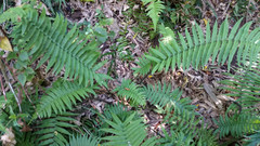 Dryopteris cycadina