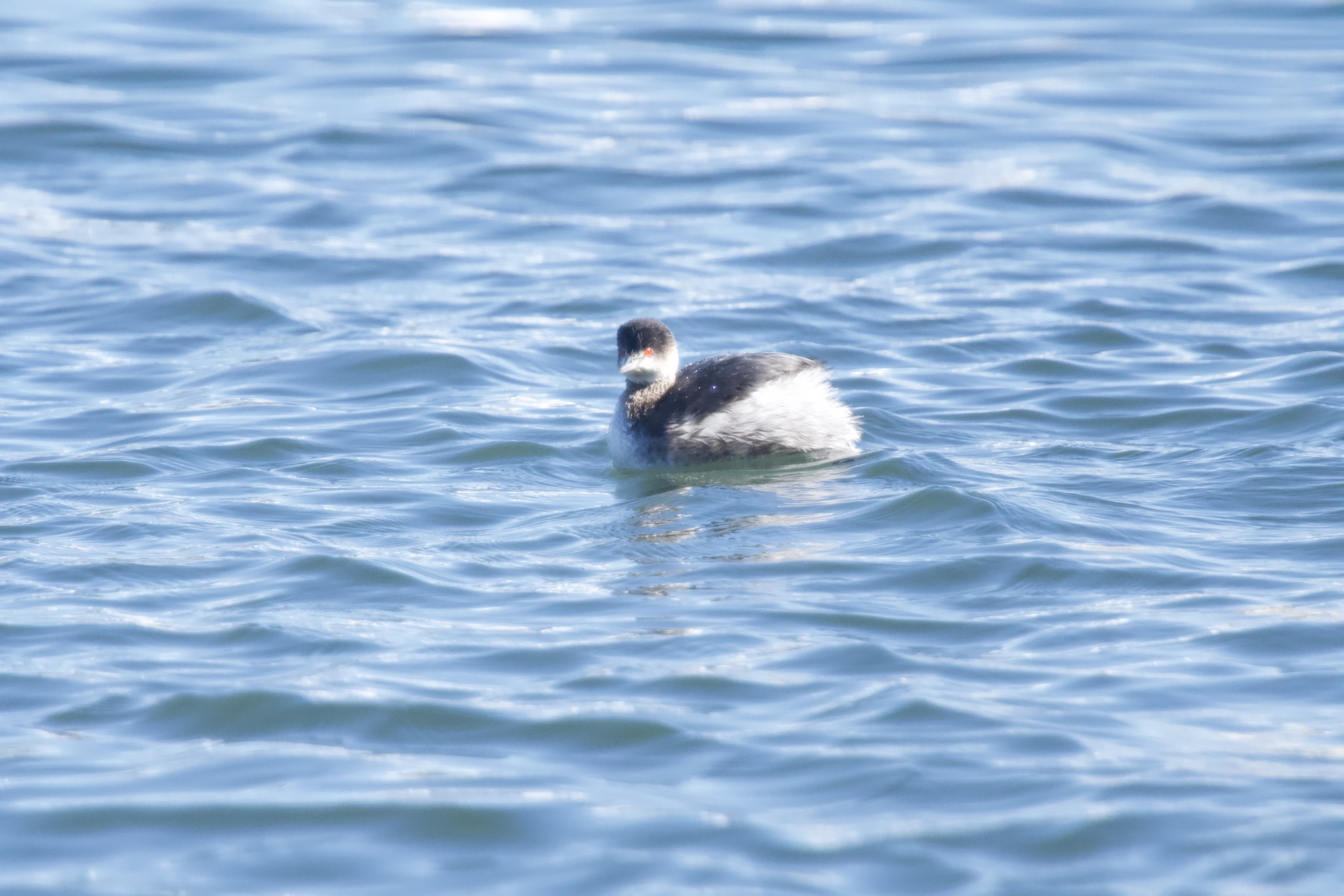 Black-necked Grebe (Podiceps nigricollis), photo 10
