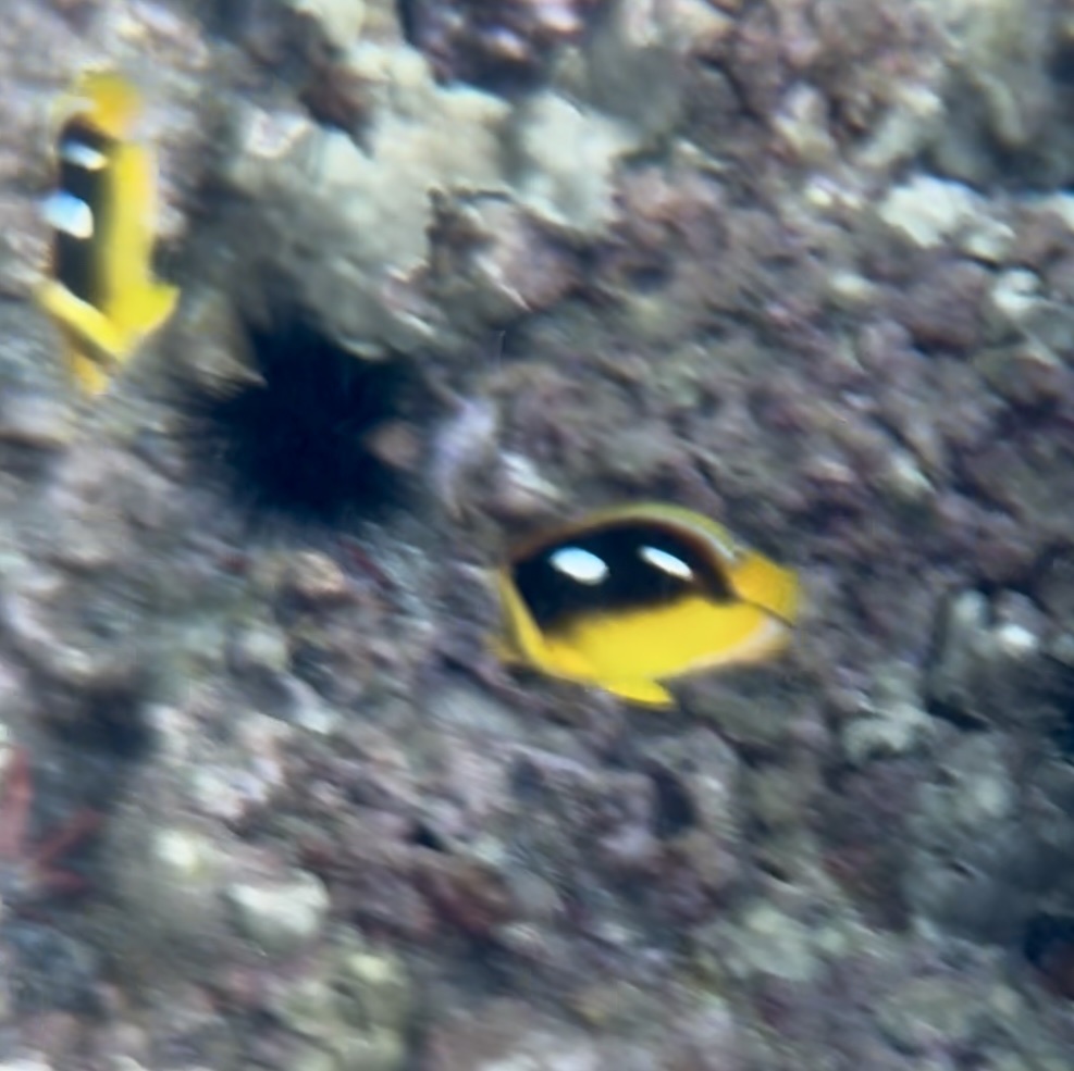 Four-spot butterfly (Chaetodon quadrimaculatus) — Chaetodontidae