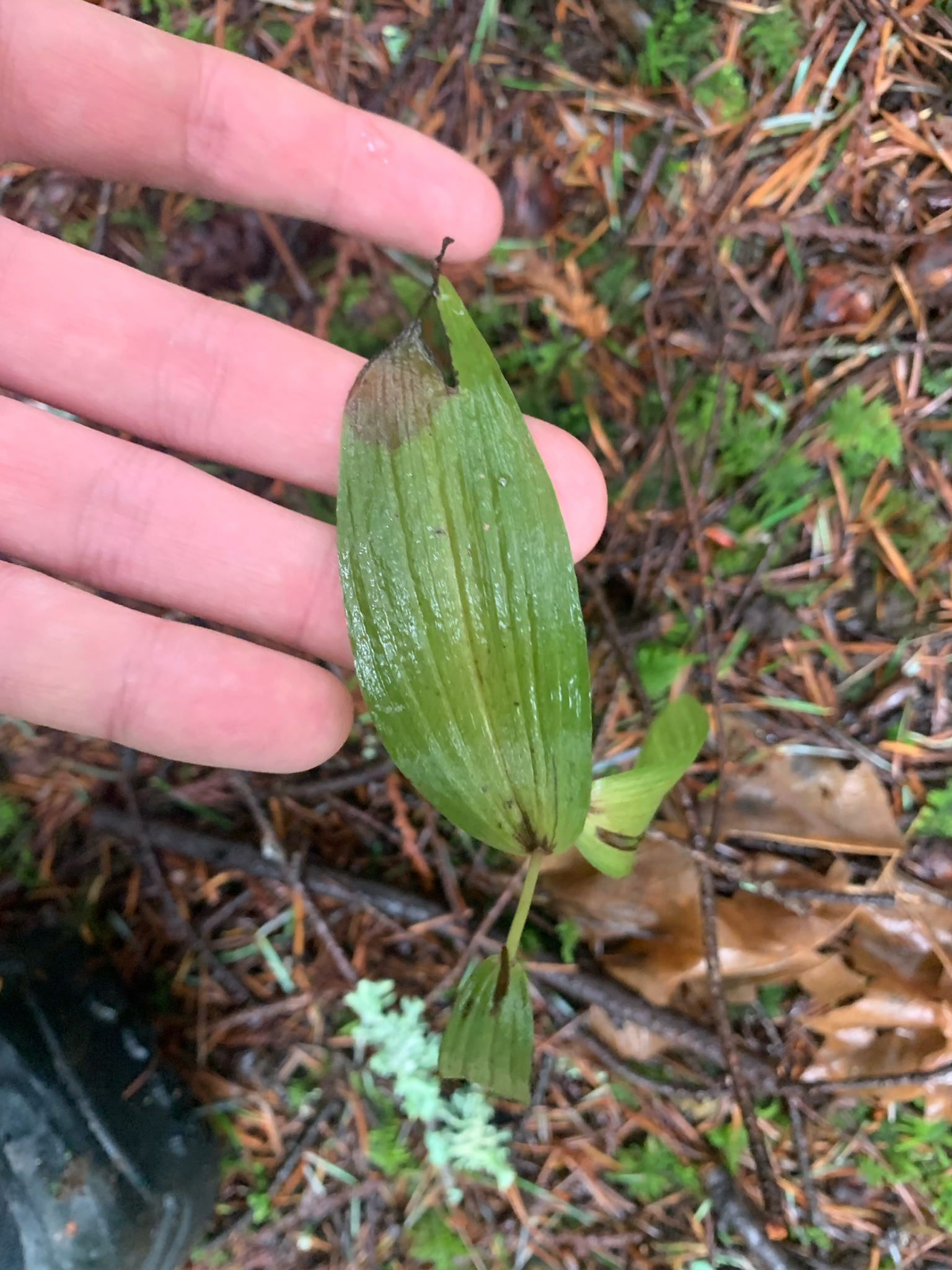 Heleborina de hoja ancha