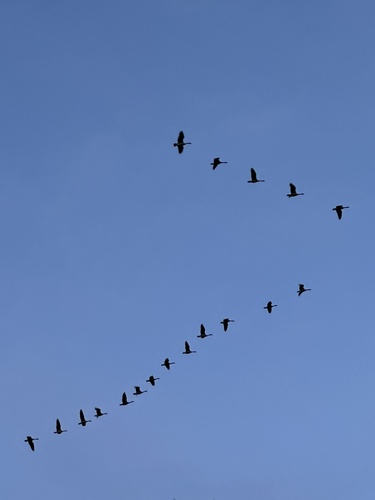 Canada Goose (Branta canadensis), photo 5
