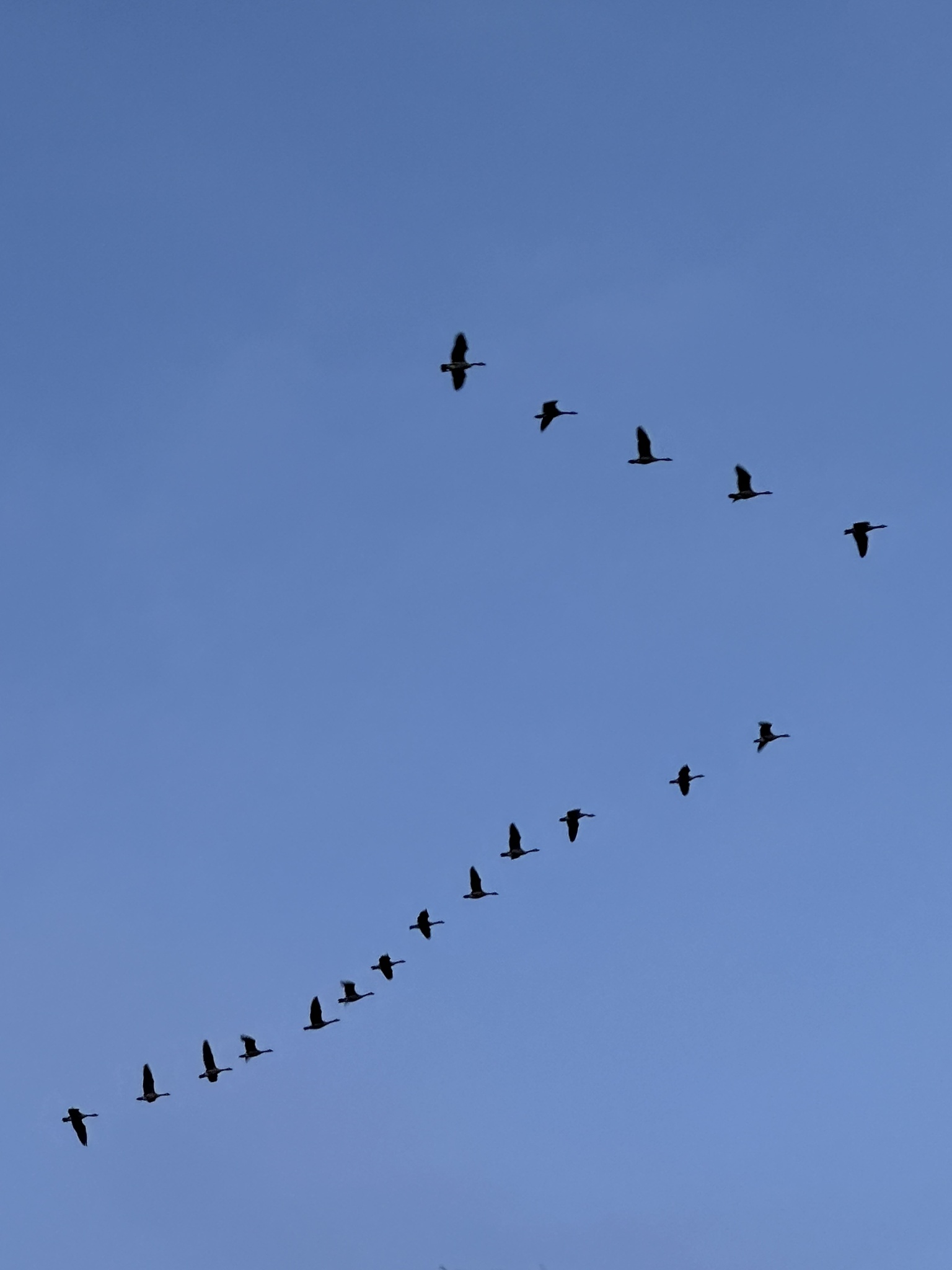 Canada Goose (Branta canadensis), photo 4