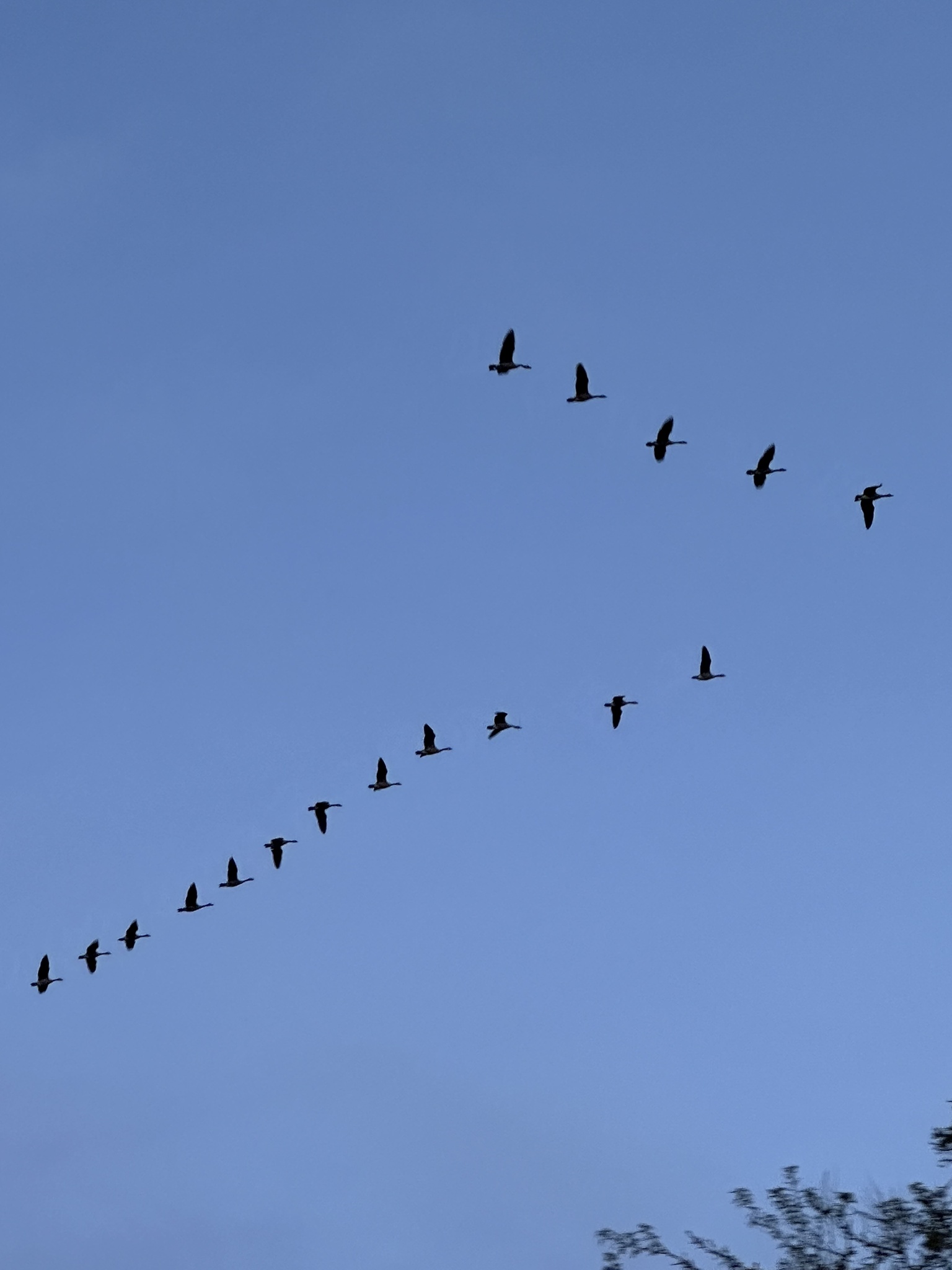 Canada Goose (Branta canadensis), photo 5