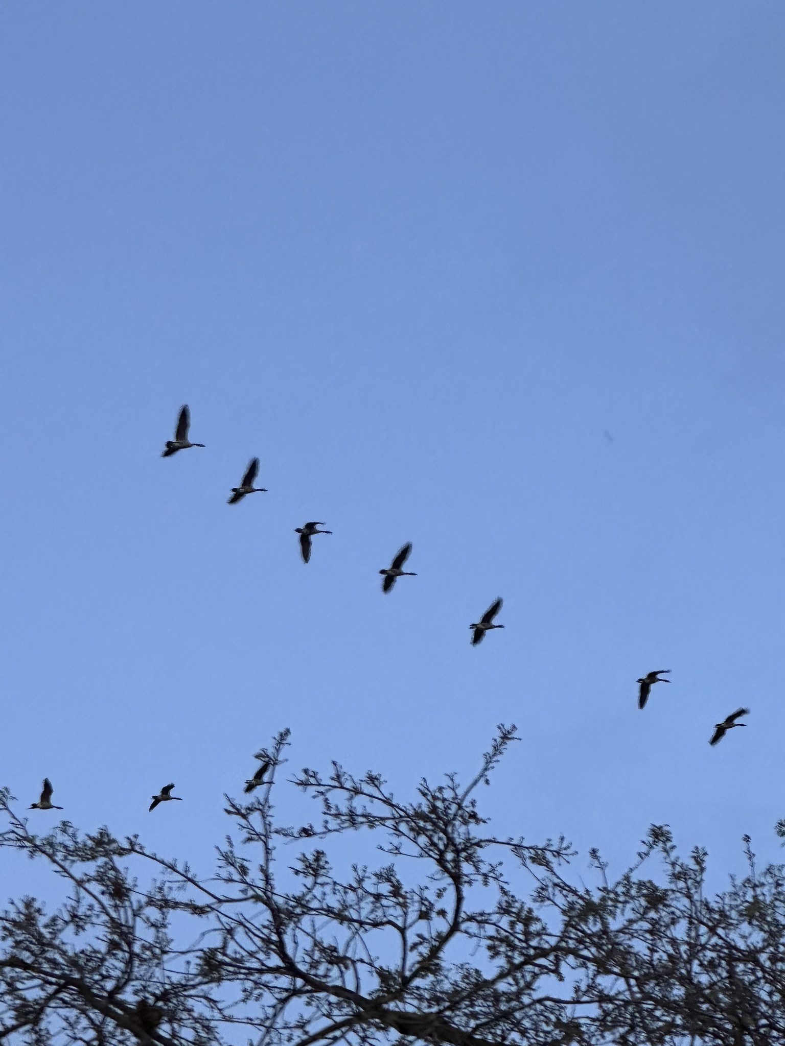 Canada Goose (Branta canadensis), photo 6