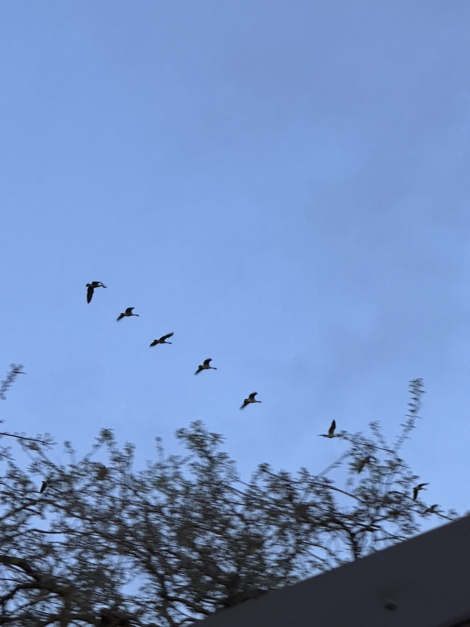 Canada Goose (Branta canadensis), photo 7