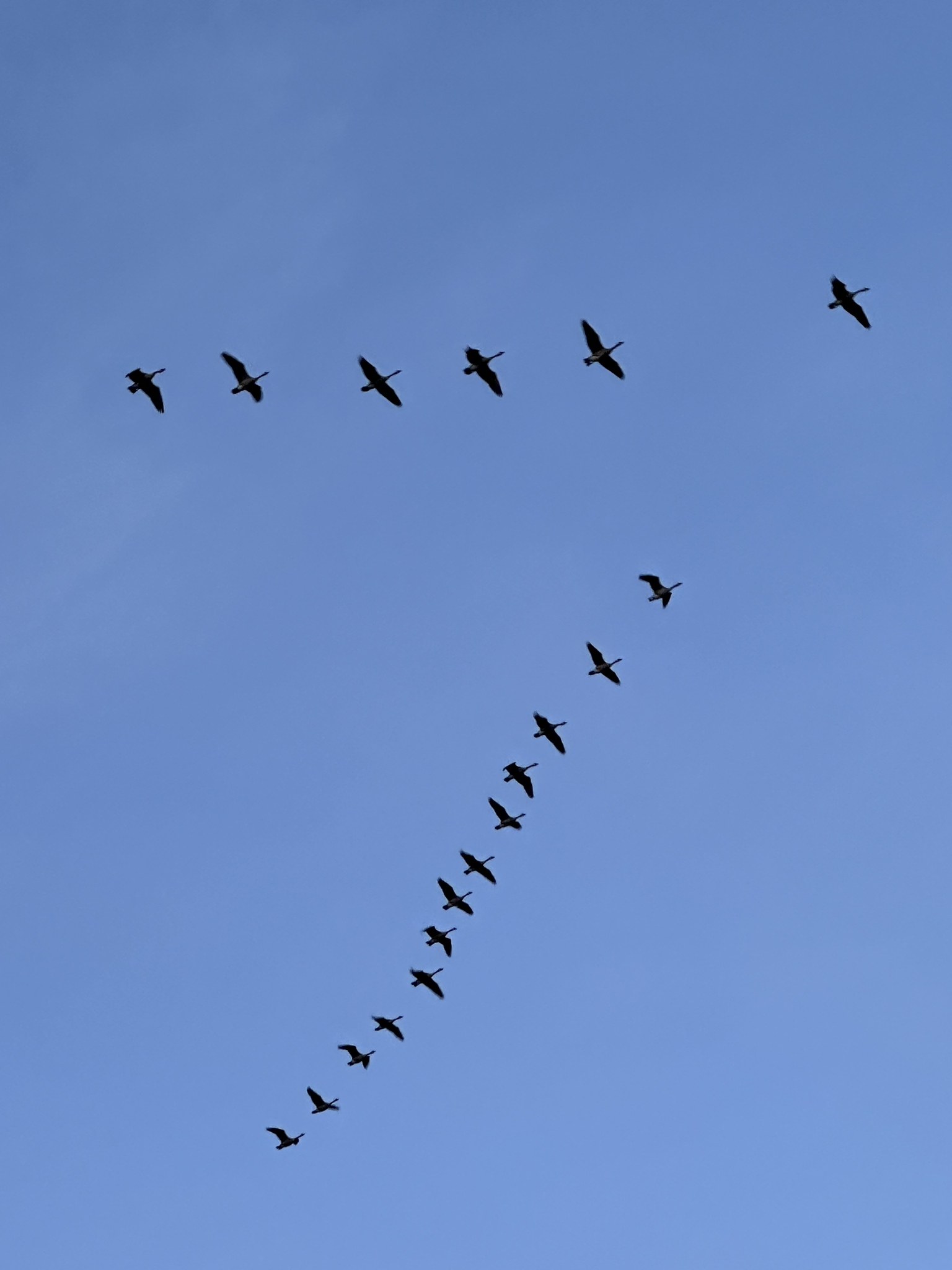 Canada Goose (Branta canadensis), photo 8