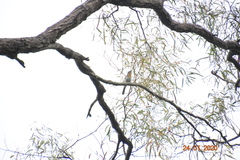 Myiagra rubecula
