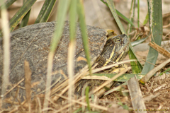 Trachemys venusta cataspila