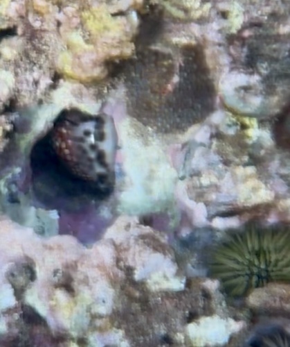 Mauritia maculifera observed 2026-01-03