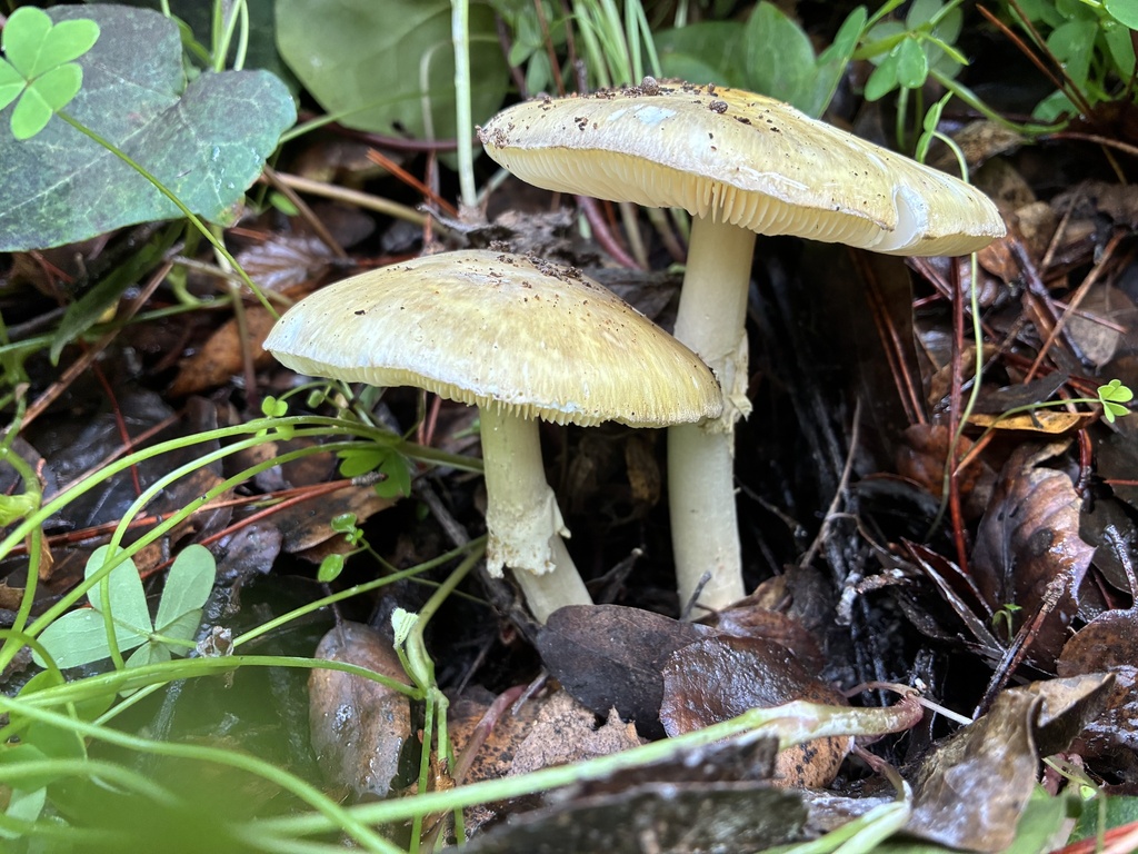 Amanita phalloides · January 2026 · photo: © sarinda_newell (iNaturalist, cc-by)