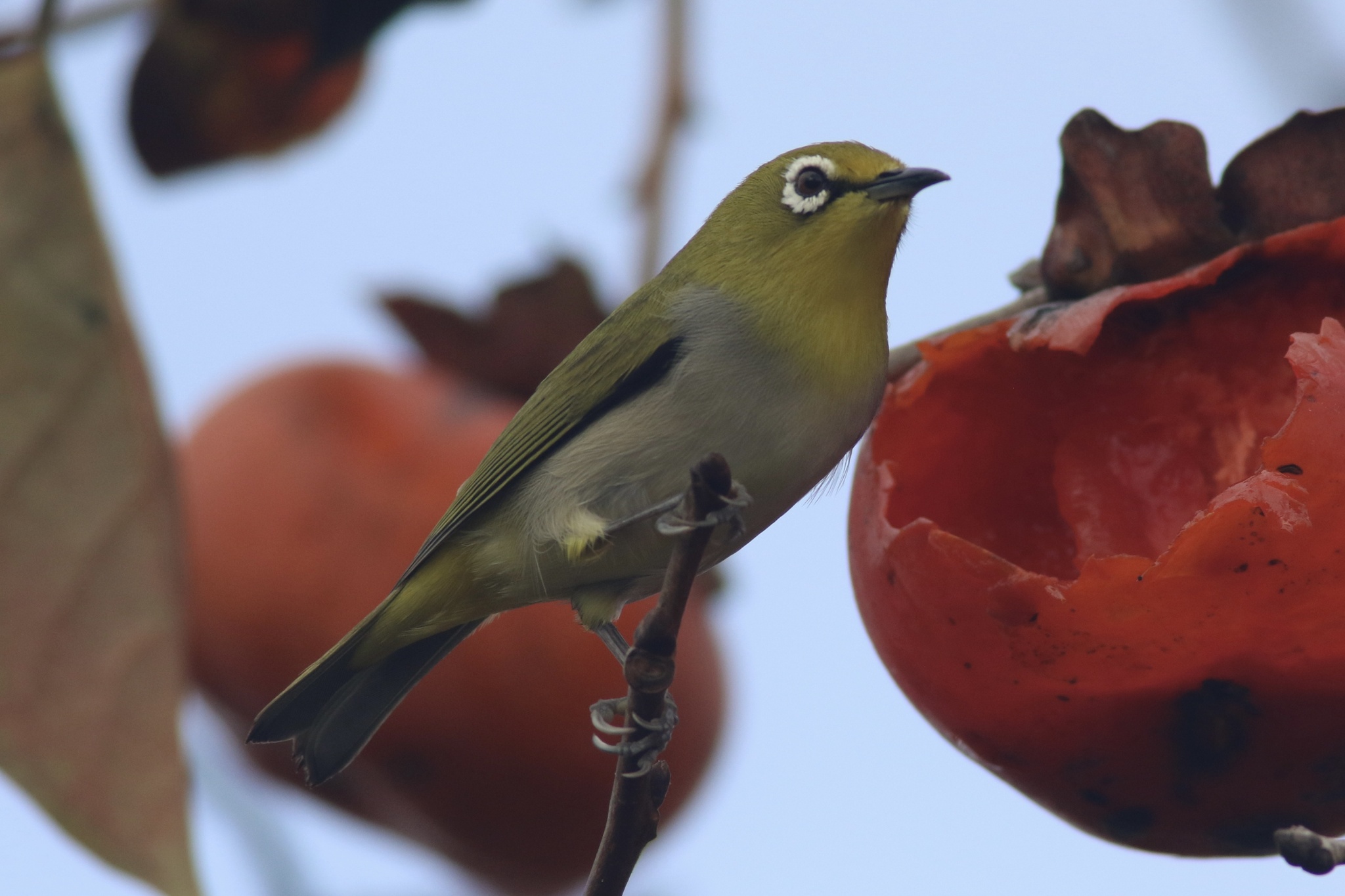 Swinhoe's White-eye (Zosterops simplex), photo 1
