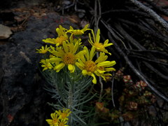 Euryops tenuissimus