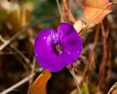 Centrosema brasilianum, photograph author not stated, no rights reserved