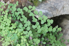 Adiantum tricholepis