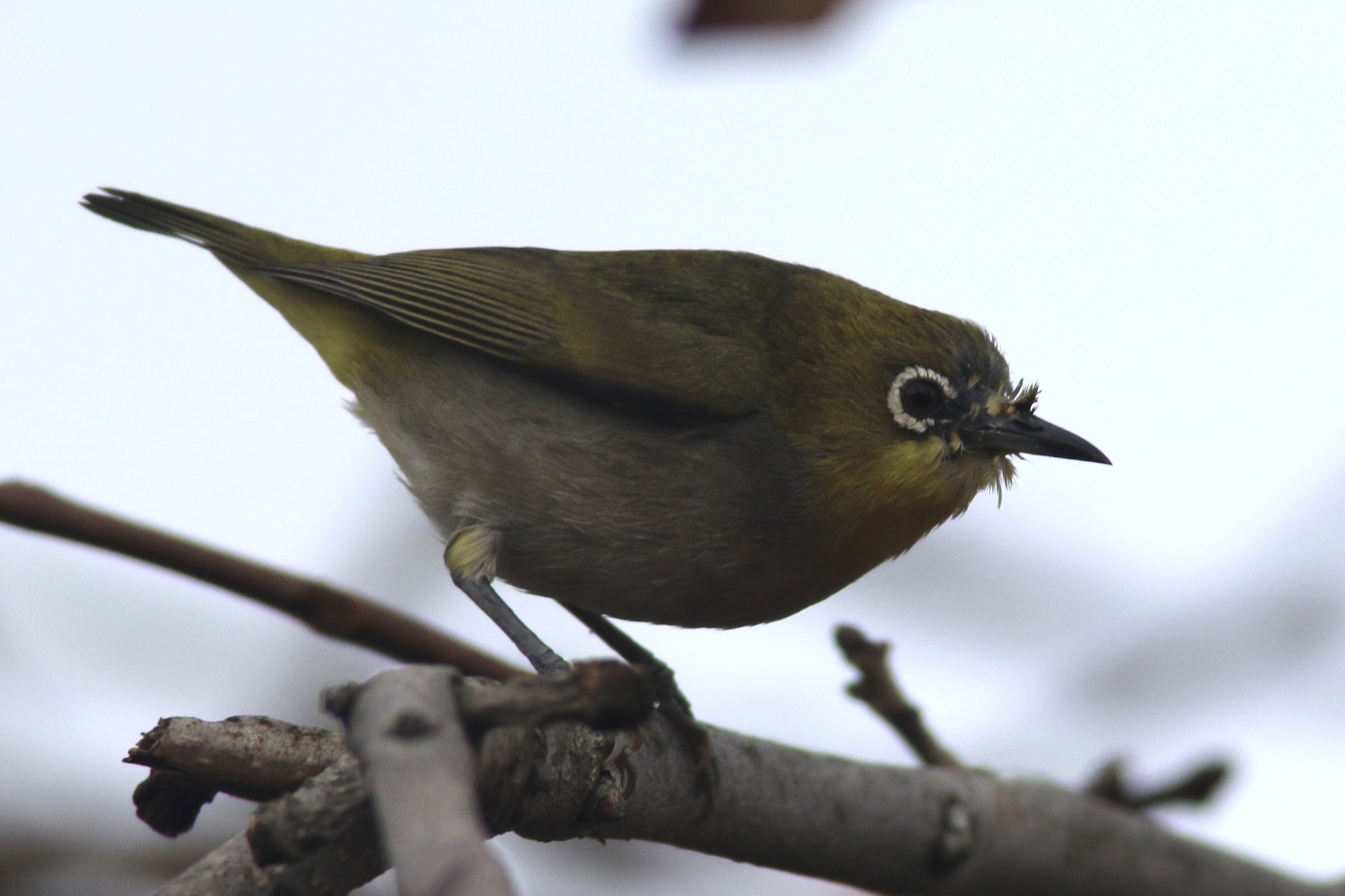 Swinhoe's White-eye (Zosterops simplex), photo 4