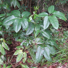 Mackinlaya macrosciadea