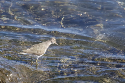 Common Sandpiper (Actitis hypoleucos), photo 4