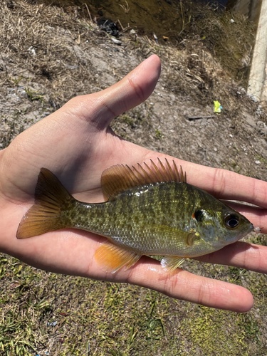 Redear (Lepomis microlophus) — Centrarchidae — 3