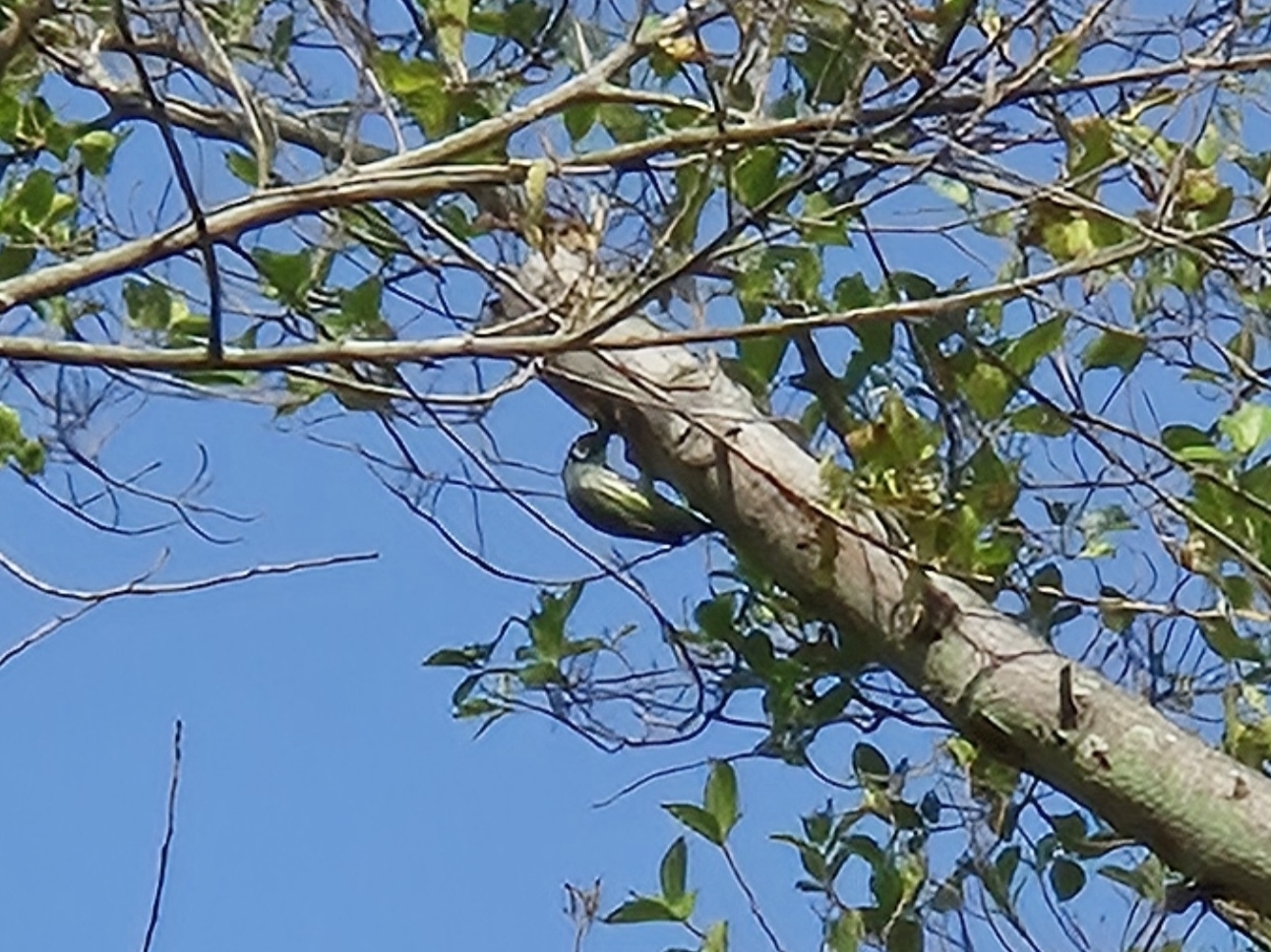 Coppersmith Barbet (Psilopogon haemacephalus), photo 1