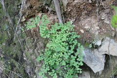 Adiantum tricholepis